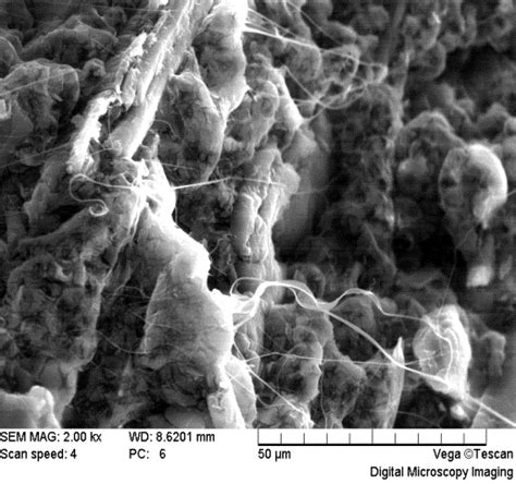 Scanning Electron Microscopy Images ×2000 Of Pla Bfbf G La Impact