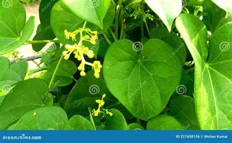 Tinospora Cordifolia Amritavalli Plants Leave Flowers Stock Photo