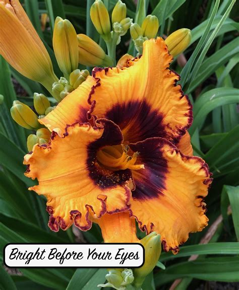 Bright Before Your Eyes