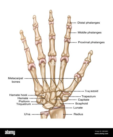 hand anatomy illustration stock photo alamy