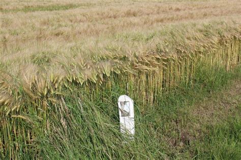 Premium Photo View Of Grassy Field