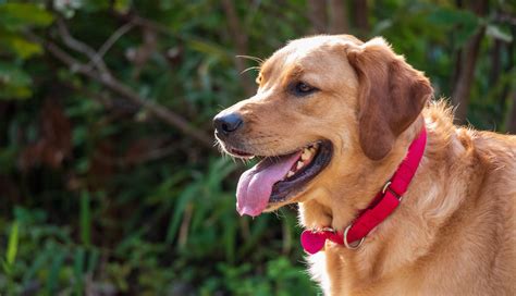 golden retriever and labrador mix 1