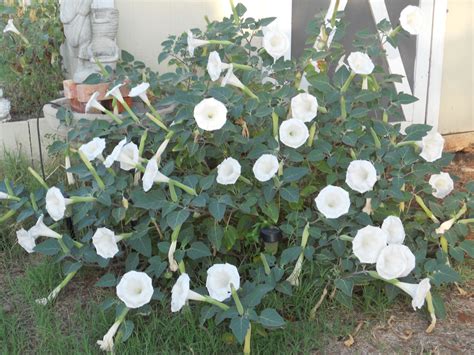 This Is A Moon Plant It Was Taken On Saturday Oct 1st The Neat Thing