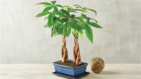 money tree plant leaves 9
