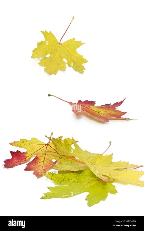 maple leaves  autumn colors stock photo alamy