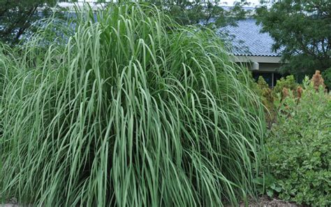 Buy Ravenna Hardy Pampas Grass Saccharum Ravennae Free Shipping