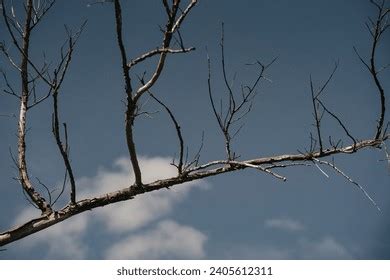 Naked Tree Branch Sky Stock Photo 2405612311 Shutterstock