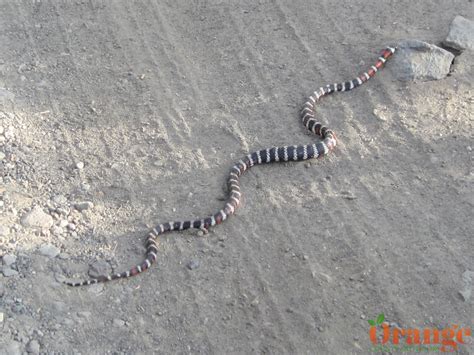 Coast Mountain Kingsnake Orange County Outdoors