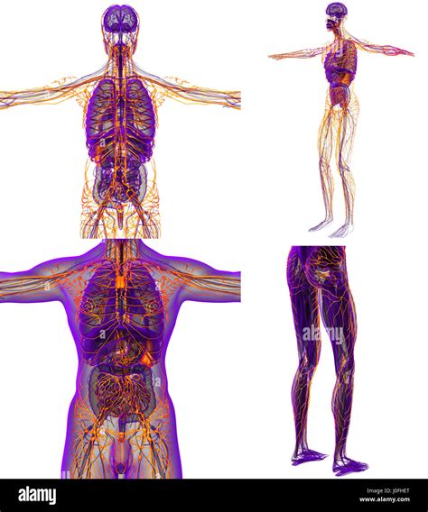 Sistema Linf Tico Humano Fotograf As E Im Genes De Alta Resoluci N Alamy