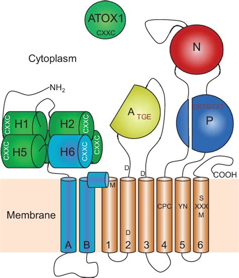 Figure 1 From Structural Models Of The Human Copper P Type Atpases