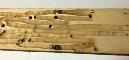 Carpenter Bee Nest In Wood? What To Look For, Inside A Nest & Video