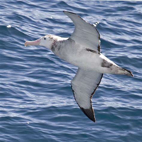 Antarctica & South America: Wandering Albatross