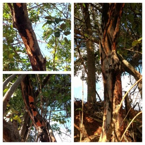 Gene's Green Scene: Poisonwood Tree in Snyder Park