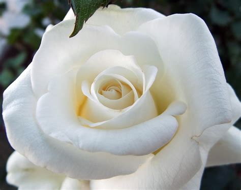 gorgeous white rose wallpapers hd pixabay