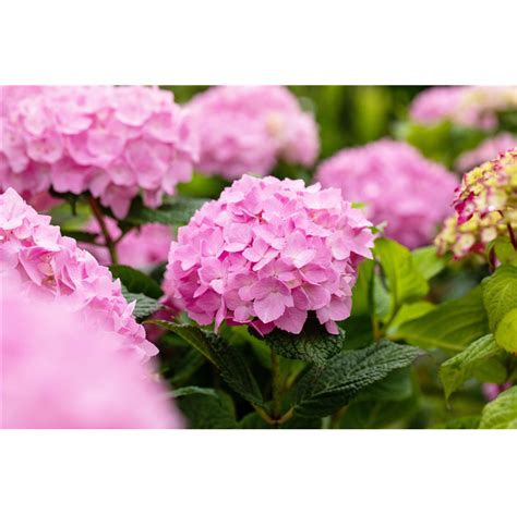 Hydrangea Endless Summer Rosa Hortensie Endless Summer Rosa L Ske