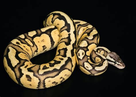 ANACONDA » Características, Hábitat, Alimentación - Cumbre Pueblos