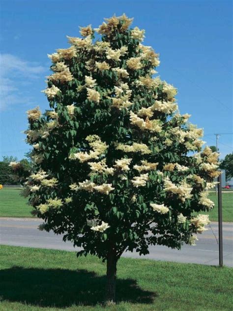 Japanese Tree Lilac Jeffries Nurseries