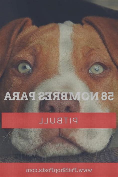 21 Mejores PITBULL PARA MASCOTAS Mes 2024 Actualizado