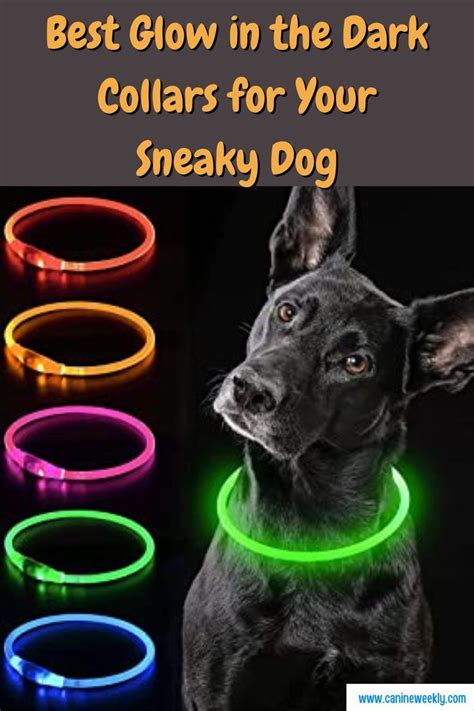 7 Best Glow In The Dark Collars For Your Sneaky Dog