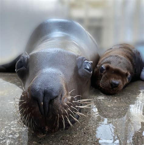 Seal & Sea Lion - ZooBorns