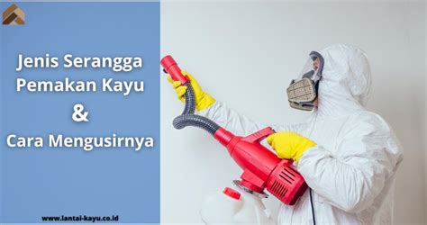 Jenis Serangga Pemakan Kayu Dan Cara Mengatasinya Pusat Lantai Kayu