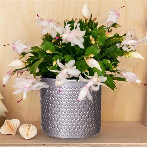 How to propagate a Christmas cactus - The easy way to…