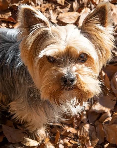 Yorkie Poo Vs Maltipoo A Detailed Comparison Of Both Dog Breeds