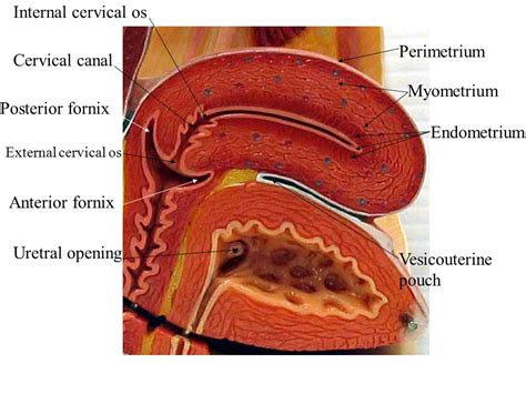 Fornix Vaginae Telegraph