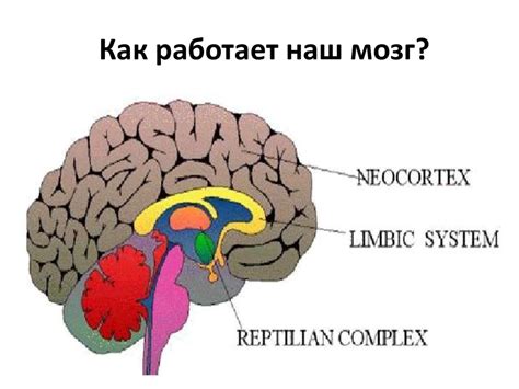 Как работает наш мозг - online presentation