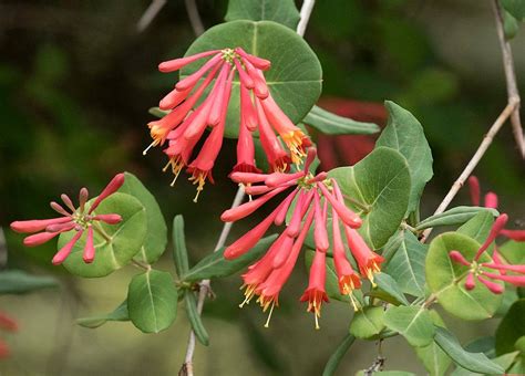 Trumpet Honeysuckle Lonicera Sempervirens