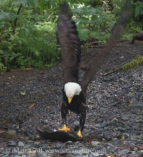 Bald Eagle with Pink Salmon – Sitka Nature