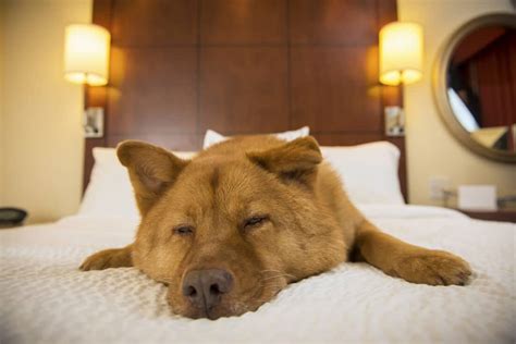 dog hotels  pet town