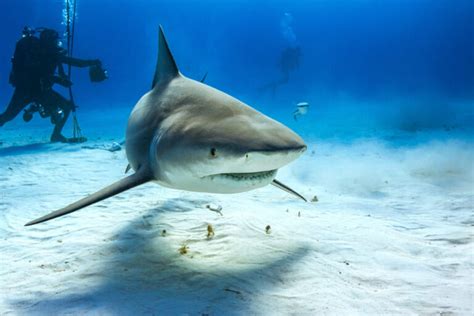 Tiger Shark vs Bull Shark - American Oceans
