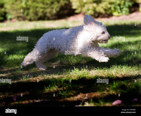 A Small White Dog Running Stock Photo Alamy