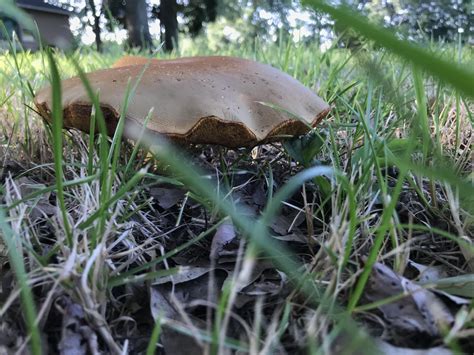 Pancake mushroom : r/mycology