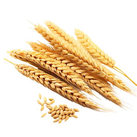 Ears Of Wheat Whole Grains For Making Bread Ear Wheat Grain Png