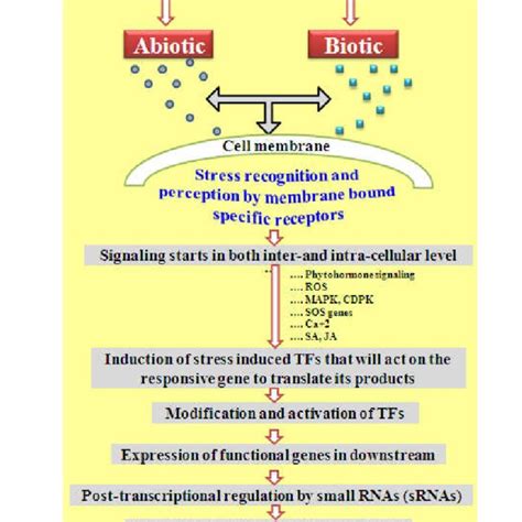 Sequential Steps Involved In Signaling Cascade For Stress Both Abiotic Download Scientific