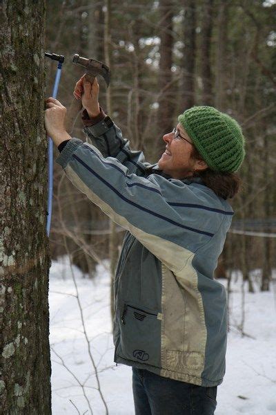 How Sugar Maple Trees Work Massachusetts Maple Producers Association