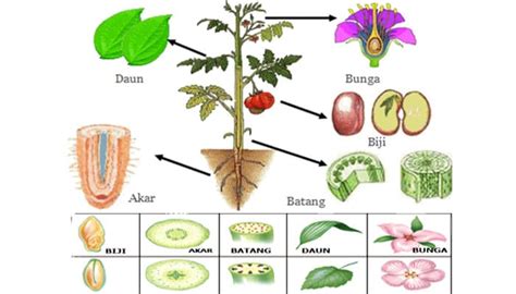 Sistem Organ Tumbuhan Homecare24