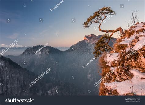 Dwarf Pine Tree On Sokolica Peak Stock Photo Edit Now