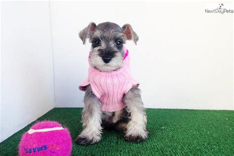 Female Mini Schnauzer Puppy Schnauzer Puppy Mini Schnauzer Cute Dogs