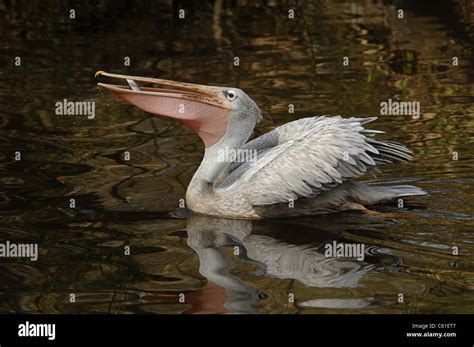 swimming white pelican catches  fish   beak  throat pouch