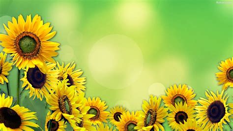 Anime Sunflower Wallpaper