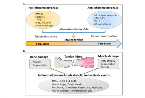 | Inflammation-related responses resulting from tendon injury. (A)... | Download Scientific Diagram