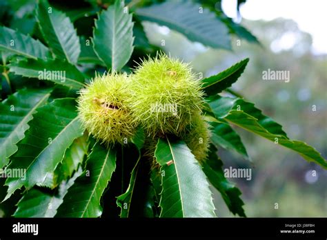 Burr Seed Hi Res Stock Photography And Images Alamy