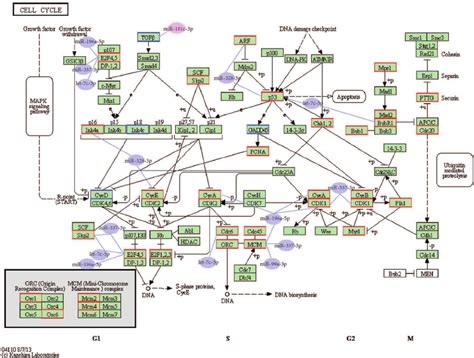 Mirna Gene Network Of The Cell Cycle Pathway In Endometrioid