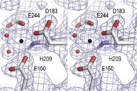 A Stereo View Of The Metal Binding Site The Final 2f O F C Electron Download Scientific