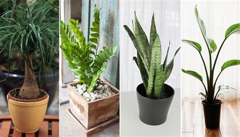 13 Plantas que você pode regar uma vez por mês