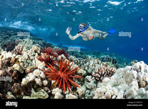 Sous marine bikini girl plongeur tuba Banque de photographies et dimages à haute résolution Alamy