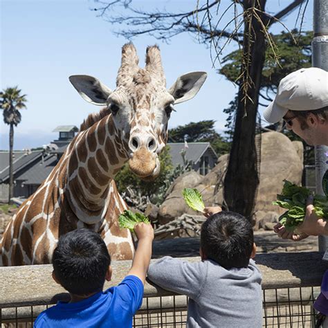 SF L Line: Transit Schedule and Map to San Francisco Zoo 15